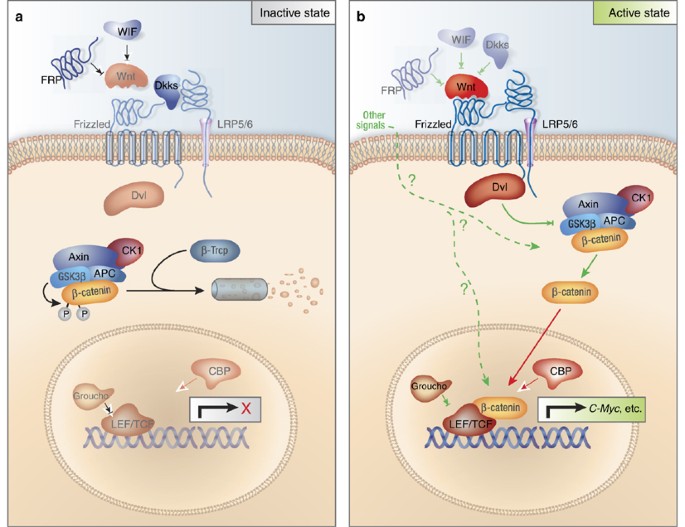 Wnt signaling and human diseases: what are the therapeutic implications? | Laboratory Investigation Wnt signaling and human diseases: what are the therapeutic implications? | Laboratory Investigation