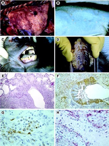 The Pathology Of Experimental Aerosolized Monkeypox Virus Infection In Cynomolgus Monkeys Macaca Fascicularis Laboratory Investigation