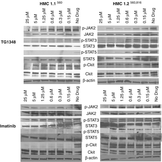 Inhibition of jak–stat signaling by tg101348: a novel mechanism for inhibition of kitd816v-dependent growth in mast cell leukemia cells