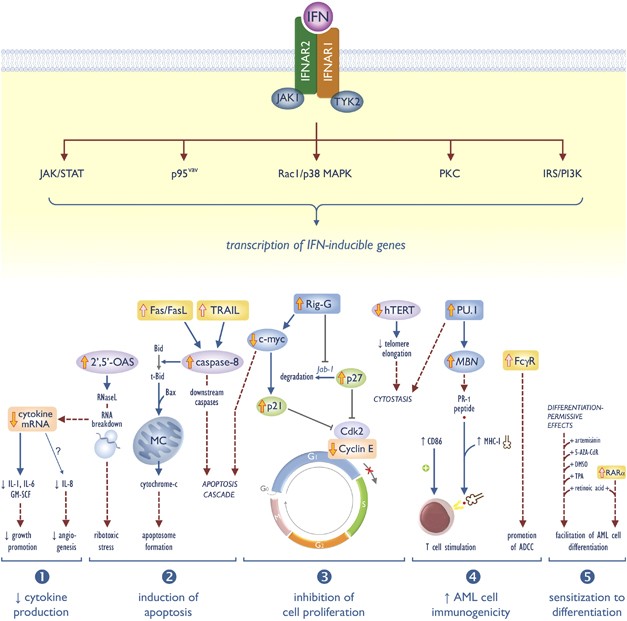 Interferon-α in acute myeloid leukemia: an old drug revisited | Leukemia Interferon-α in acute myeloid leukemia: an old drug revisited | Leukemia
