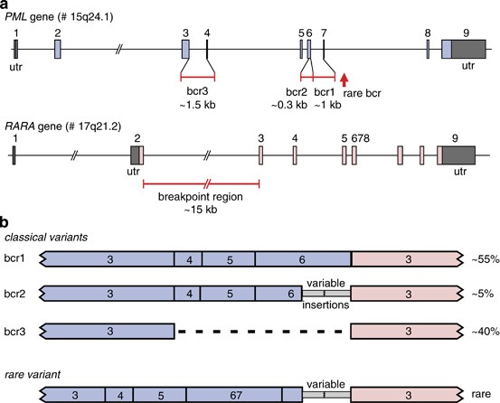 Flow Cytometric Immunobead Assay For Fast And Easy Detection Of Pml Rara Fusion Proteins For The Diagnosis Of Acute Promyelocytic Leukemia Leukemia