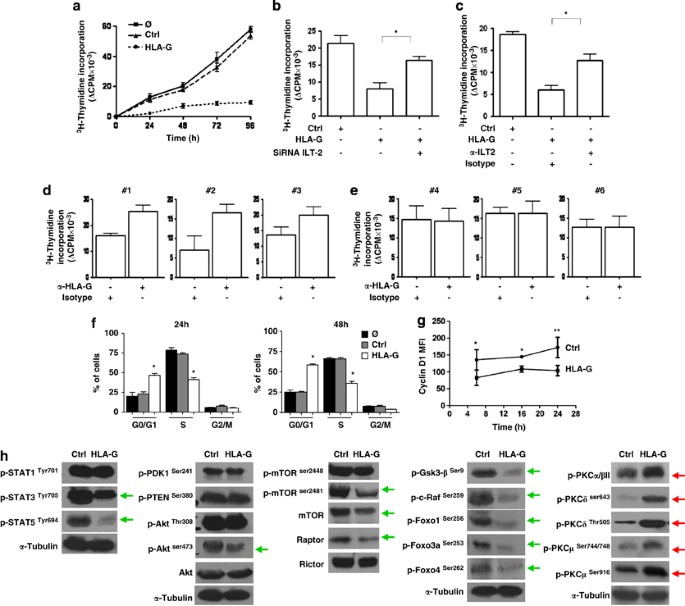Neoplastic B Cell Growth Is Impaired By Hla G Ilt2 Interaction Leukemia
