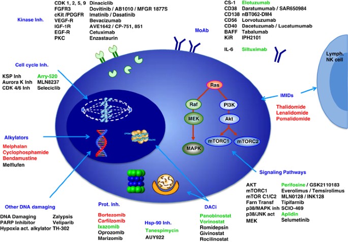 New drugs and novel mechanisms of action in multiple myeloma in 2013: a  report from the International Myeloma Working Group (IMWG) | Leukemia