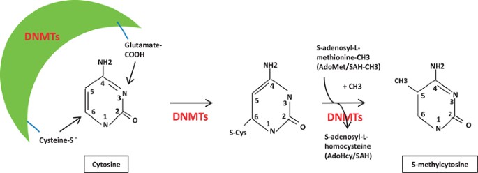 the mechanistic role of dna methylation