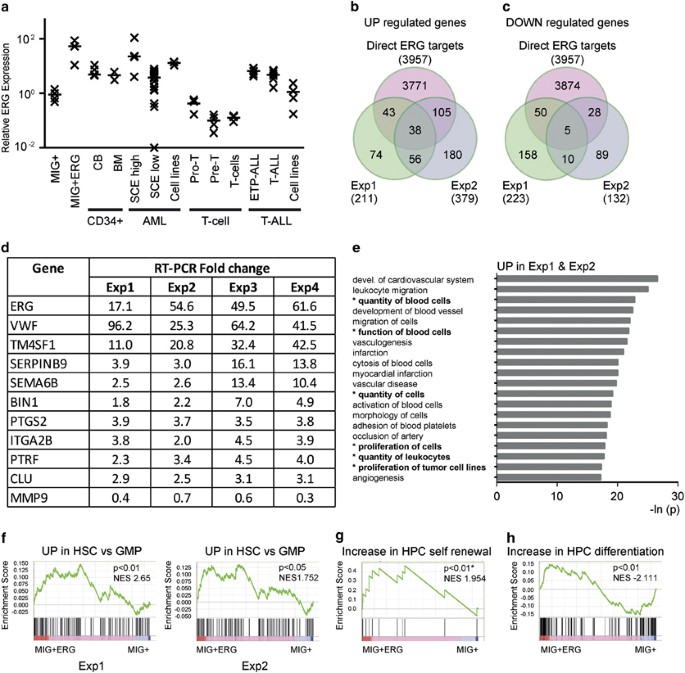 Overexpression of erg in cord blood progenitors promotes expansion and recapitulates molecular signatures of high erg leukemias