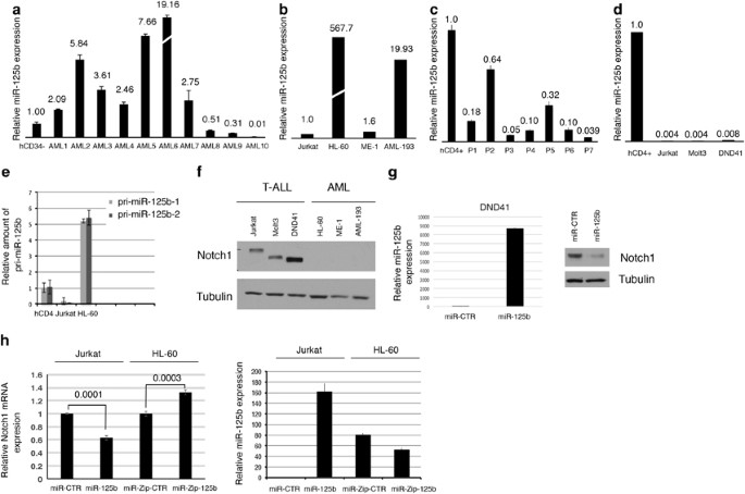 The deregulated expression of mir-125b in acute myeloid leukemia is dependent on the transcription factor c/ebpα