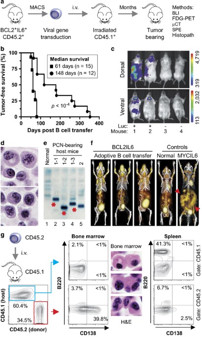 Adoptive b-cell transfer mouse model of human myeloma