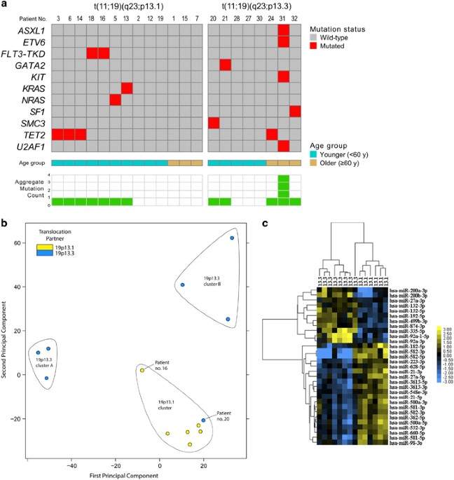 Clinical features and gene- and microrna-expression patterns in adult acute leukemia patients with t(11;19)(q23;p13. 1) and t(11;19)(q23;p13. 3)