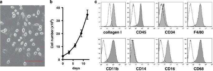 Myeloproliferative leukemia protein activation directly induces fibrocyte differentiation to cause myelofibrosis