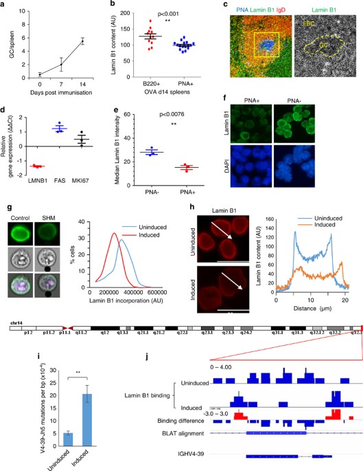 Lamin B1 regulates somatic mutations and progression of B-cell malignancies
