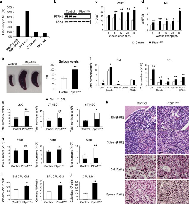 Deletion of ptpn1 induces myeloproliferative neoplasm