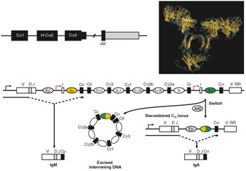 In this Issue | Mucosal Immunology