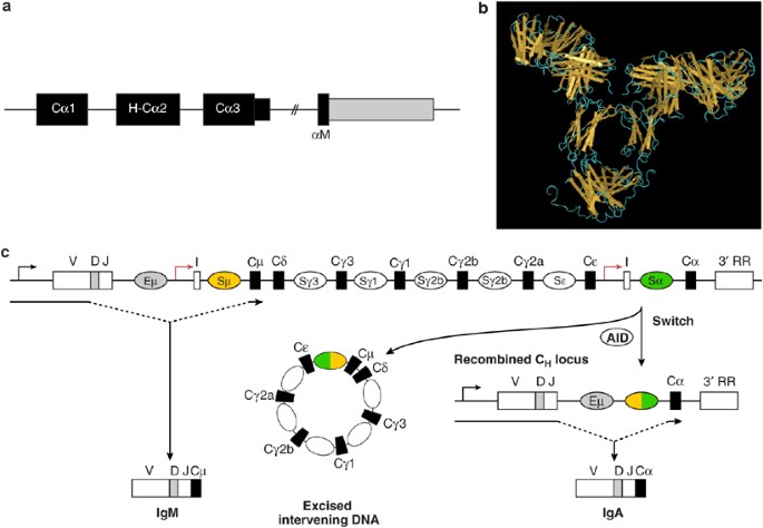 The immune geography of iga induction and function