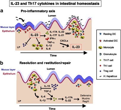 Il 23 And Th17 Cytokines In Intestinal Homeostasis Mucosal Immunology