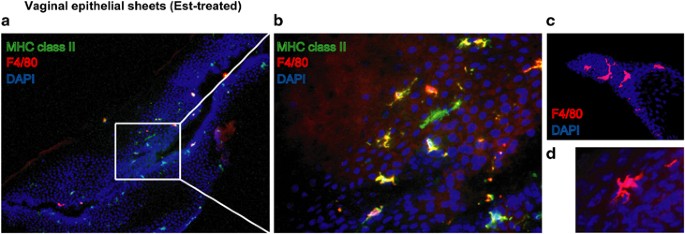 Dendritic Cells And Macrophages In The Genitourinary Tract Mucosal Immunology Dendritic Cells And Macrophages In The Genitourinary Tract Mucosal Immunology