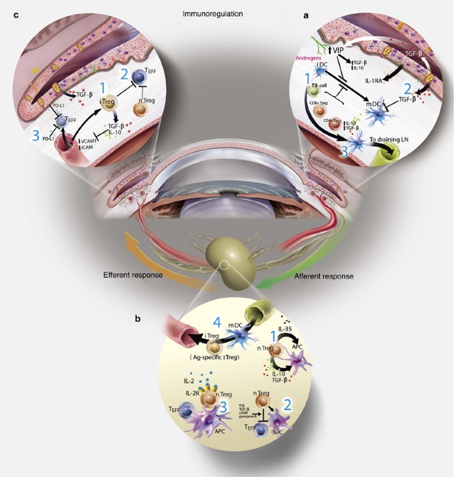 Ocular immunology and inflammation manuscript submission