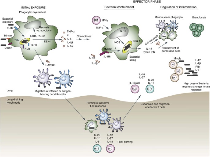Role of innate cytokines in mycobacterial infection - Mucosal Immunology