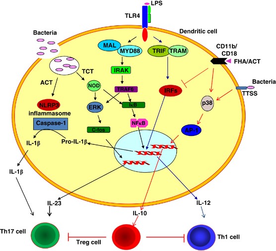 Reinvestigating the Coughing Rat Model of Pertussis To Understand