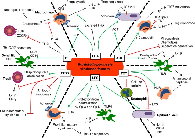 Reinvestigating the Coughing Rat Model of Pertussis To Understand