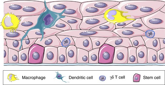 From Infection To Immunotherapy Host Immune Responses To Bacteria At The Bladder Mucosa Mucosal Immunology