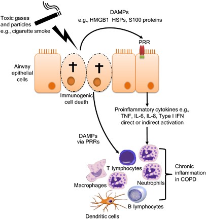 Damps Activating Innate And Adaptive Immune Responses In Copd Mucosal Immunology