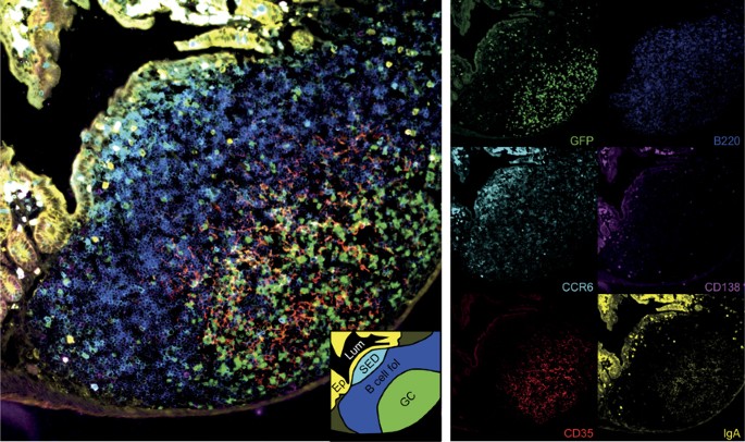 The Regulation Of Gut Mucosal Iga B Cell Responses Recent Developments Mucosal Immunology The Regulation Of Gut Mucosal Iga B Cell Responses Recent Developments Mucosal Immunology