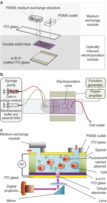 Continuous medium exchange and optically induced electroporation of cells in an integrated microfluidic system