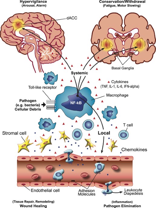 The Evolutionary Significance Of Depression In Pathogen Host Defense Pathos D Molecular Psychiatry The Evolutionary Significance Of Depression In Pathogen Host Defense Pathos D Molecular Psychiatry