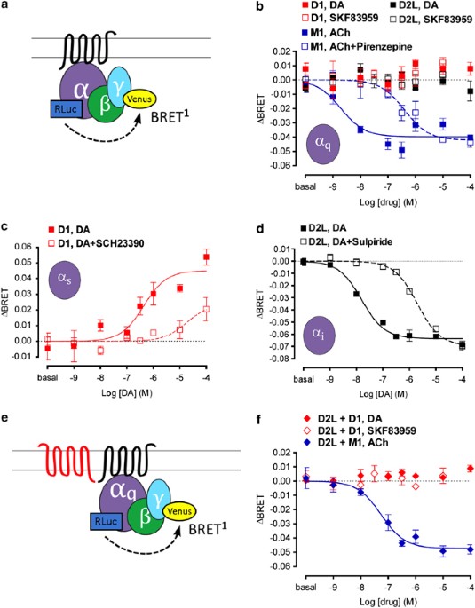 Evidence Against Dopamine D1 D2 Receptor Heteromers Molecular Psychiatry