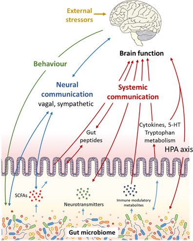 dysbiosis a gi-ben