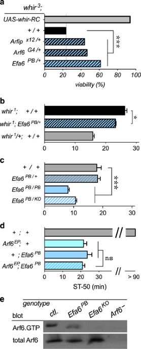 The Arf6 Activator Efa6 Psd3 Confers Regional Specificity And Modulates Ethanol Consumption In Drosophila And Humans Molecular Psychiatry The Arf6 Activator Efa6 Psd3 Confers Regional Specificity And Modulates Ethanol Consumption In Drosophila And Humans Molecular Psychiatry