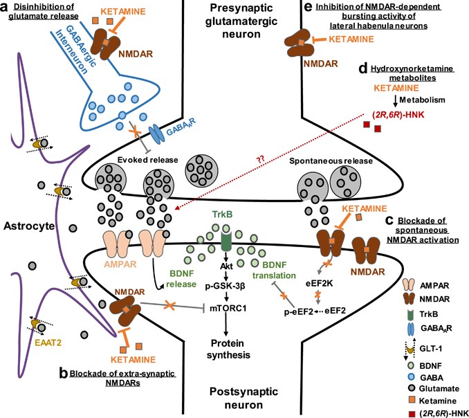 Mechanisms Of Ketamine Action As An Antidepressant Molecular Psychiatry