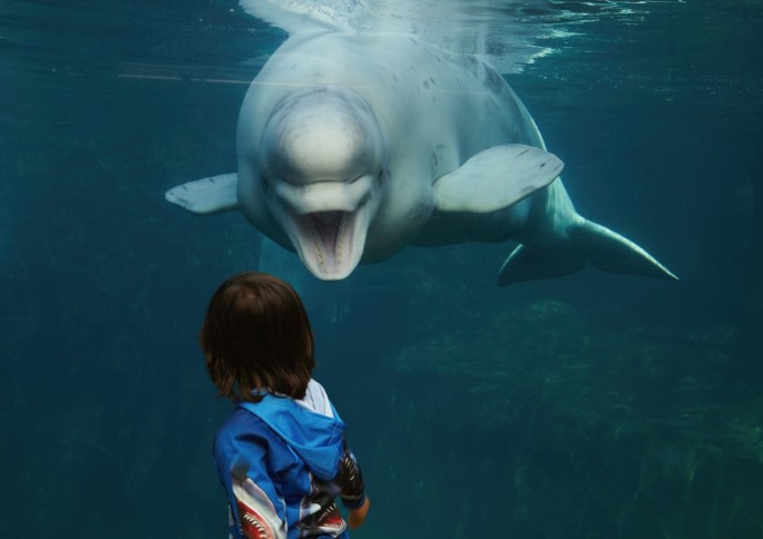 The Story of One Whale Who Tried to Bridge the Linguistic Divide Between  Animals and Humans, Science