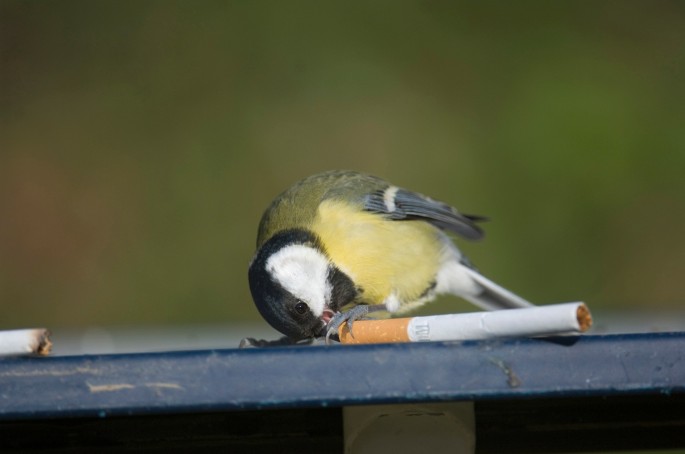 why do city birds bring cigarette butts to their nests City birds use cigarette butts to smoke out parasites