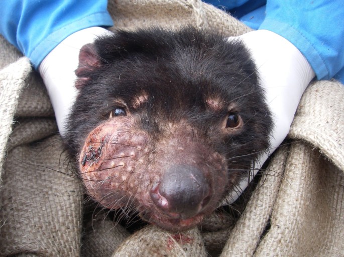 Tasmanian devils bedeviled by cancer