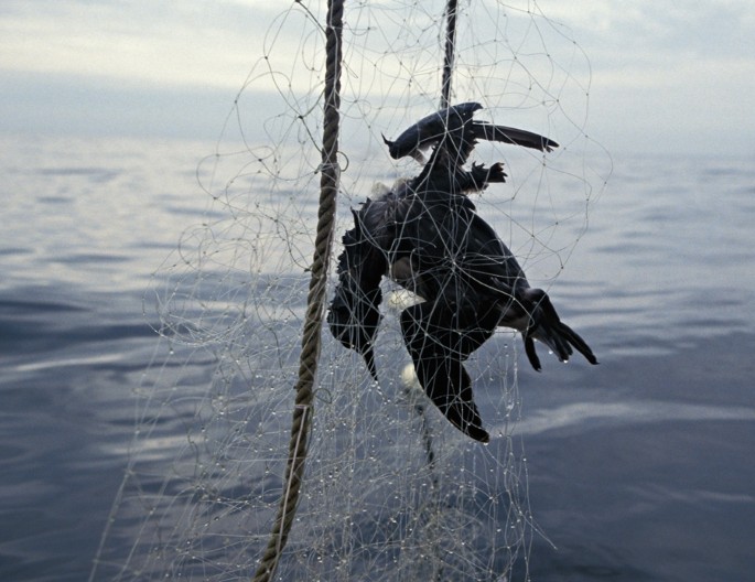 Terrible toll of fishing nets on seabirds revealed