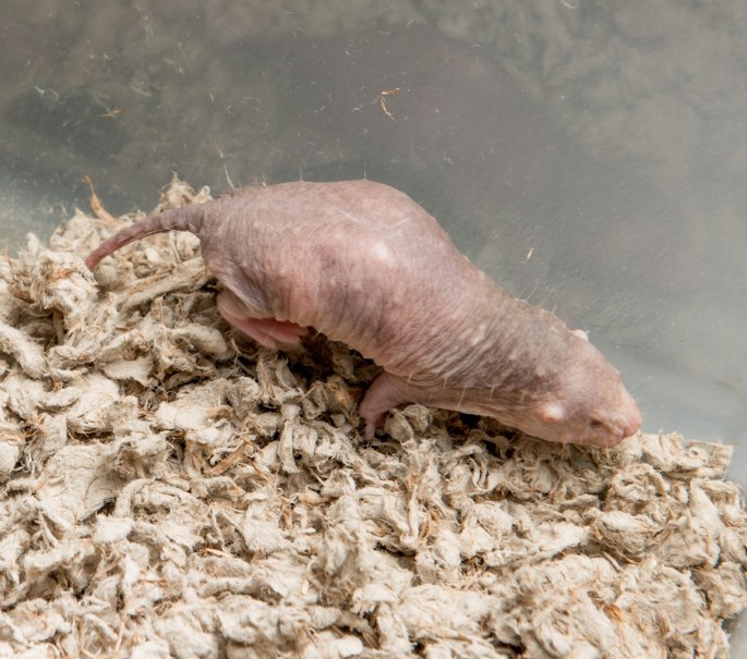 Mole rat defies natural selection