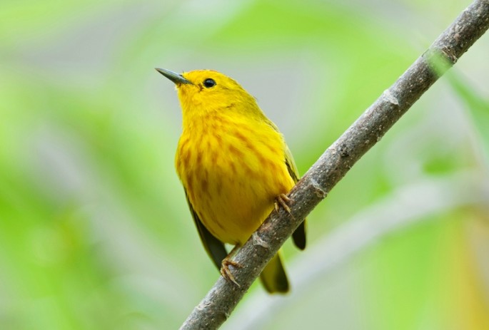 free pdf books download warbler