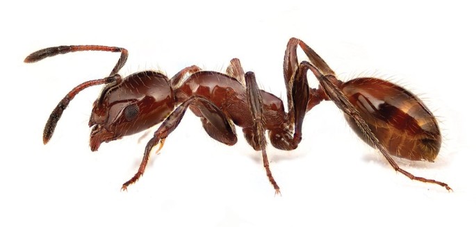 Pesticide makes invading ants suicidally aggressive