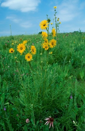 Us tallgrass prairie's microbial past revealed