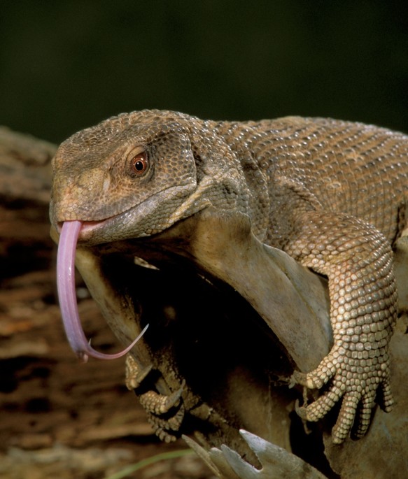 Why lizards may inherit the Earth | Nature Why lizards may inherit the Earth | Nature