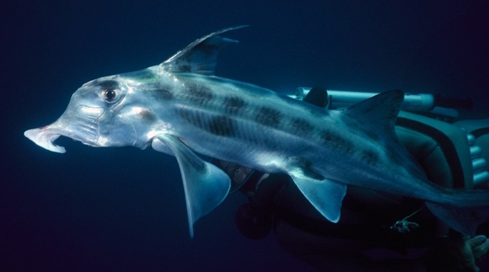 Why sharks have no bones | Nature