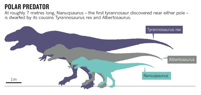 Fossils of Miniature T. Rex Found in Arctic