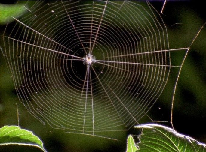 Spider gene study reveals tangled evolution