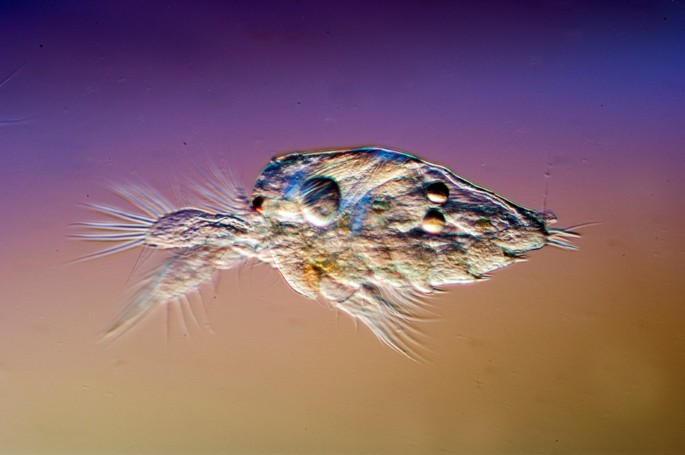Tapeworms battle it out to control shared host