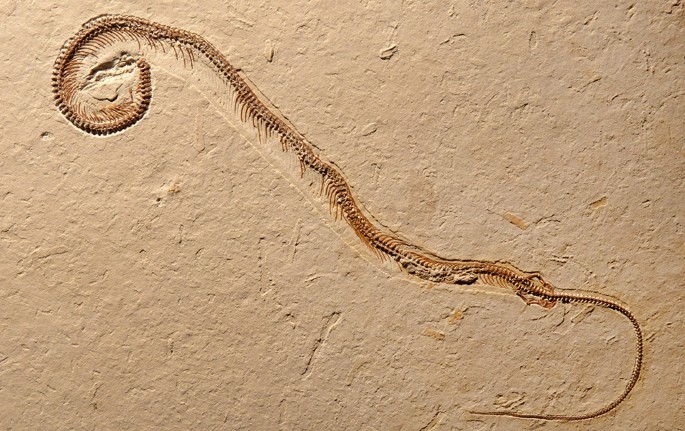 Four-legged fossil snake is a world first | Nature