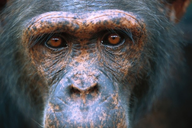 NIH to retire all research chimpanzees | Nature NIH to retire all research chimpanzees | Nature