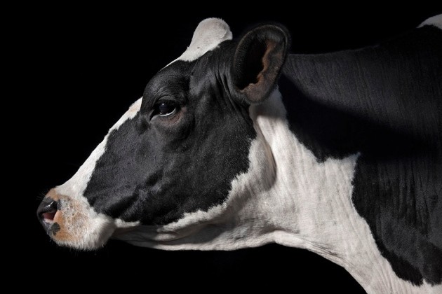 Uk bioethicists eye designer babies and crispr cows