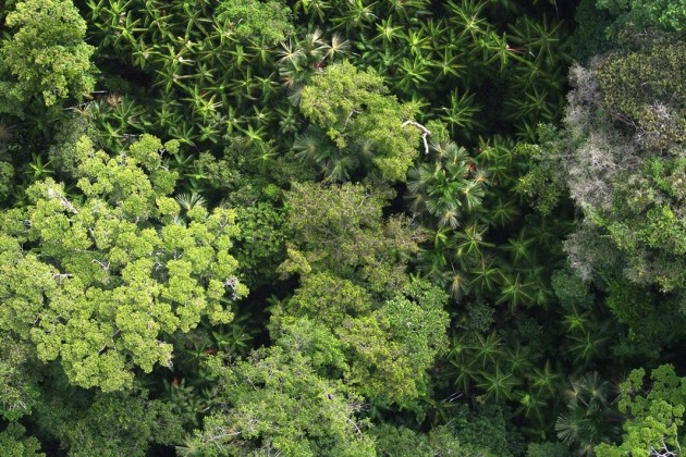 Amazon Rainforest Has Been Shaped By An Ancient Hunger For Fruits And Nuts Nature Amazon Rainforest Has Been Shaped By An Ancient Hunger For Fruits And Nuts Nature