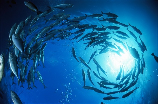 Australia cuts conservation protections in marine parks